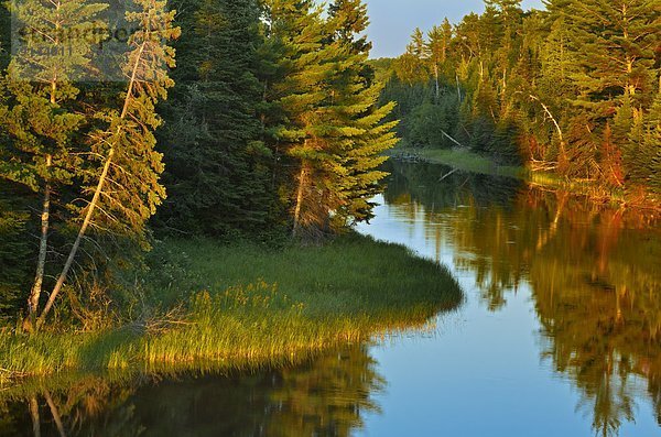 Laubwald  Wasser  Tischset  See  Verbindung  Kanada  Ontario  Schilf  Sonne