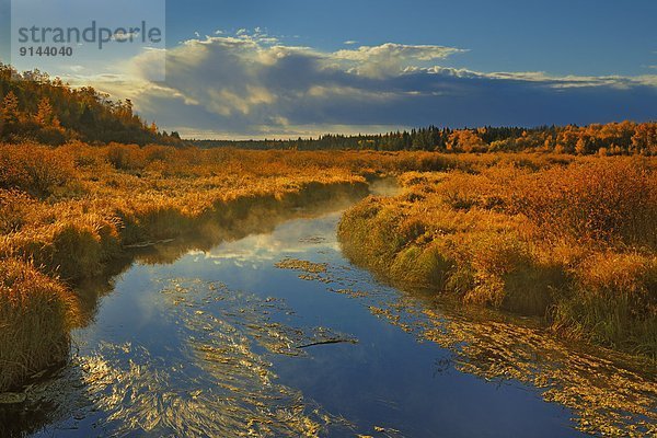 Morgen  früh  Herbst  Bach  Fichte  Saskatchewan  Kanada  Prince Albert National Park