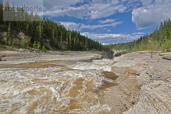 Fluss  Forelle  Kanada  Northwest Territories