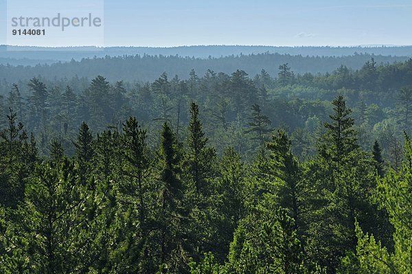 Wachstum  Wald  Kiefer  Pinus sylvestris  Kiefern  Föhren  Pinie  groß  großes  großer  große  großen  Kanada  alt  Ontario