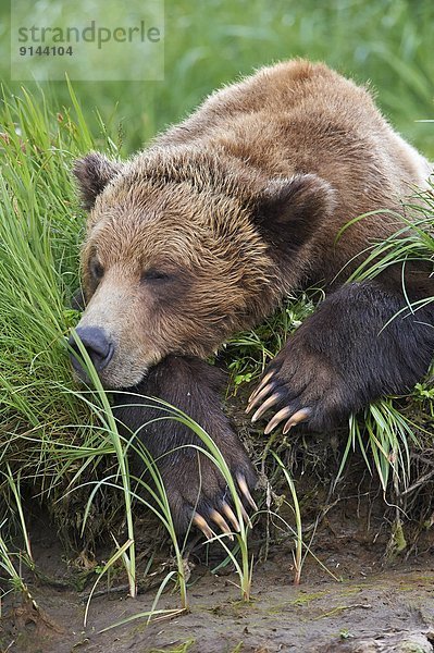Grizzlybär  ursus horibilis  Grizzly  schlafen  Gras  Bär  British Columbia  Kanada