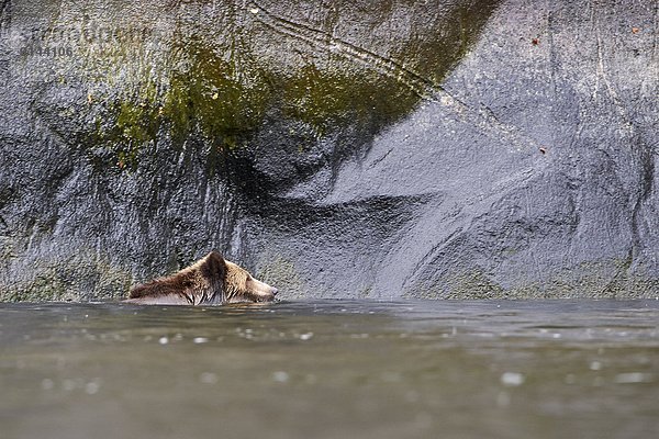 Grizzlybär  ursus horibilis  Grizzly  Felsbrocken  Wand  Nostalgie  schwimmen  Inschrift  Bär  British Columbia  Kanada