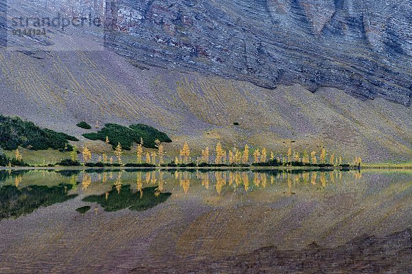 Baum  gelb  sprechen  Lärche  Waterton Lakes Nationalpark  Alberta  Kanada