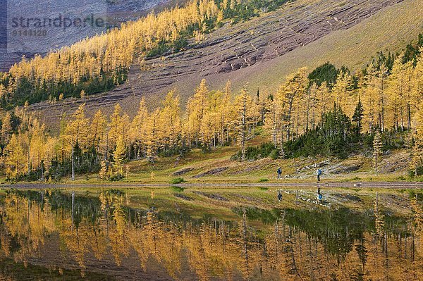 Baum  gelb  sprechen  Lärche  Waterton Lakes Nationalpark  Alberta  Kanada