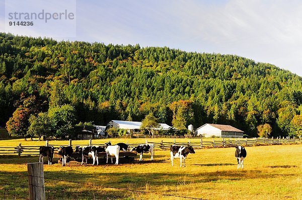 Hausrind  Hausrinder  Kuh  nahe  Milchprodukt  Feld  Kanada  füttern