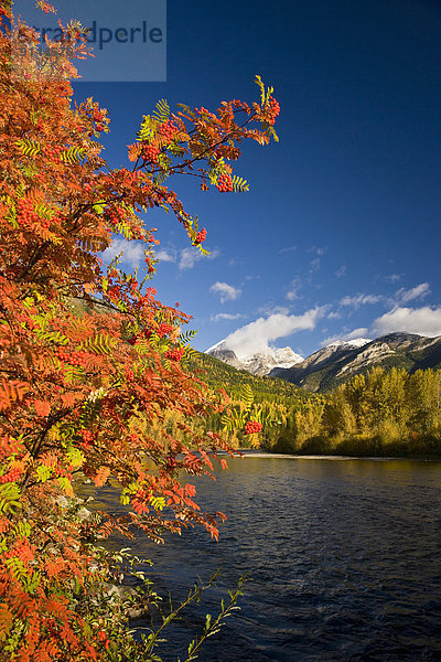 Elch  Alces alces  Schwester  Fluss  Herbst  3  Fernie  British Columbia  Kanada