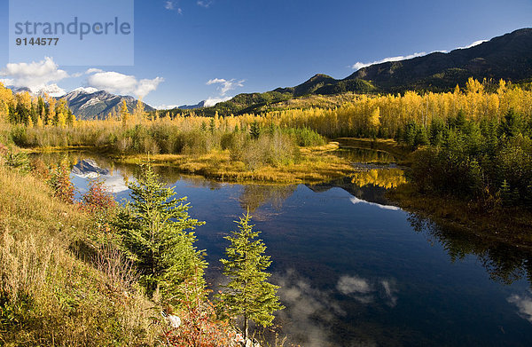 Elch  Alces alces  Tal  Herbst  Fernie  British Columbia  Kanada  Teich