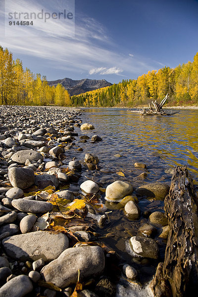 Elch  Alces alces  Fluss  Herbst  Fernie  British Columbia  Kanada  Echse