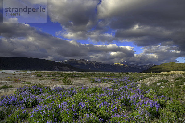 Lupine  Coast Mountains Kanada  British Columbia  Kanada