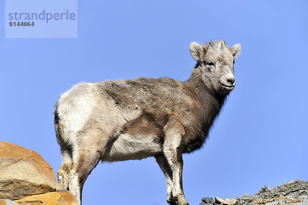 Berg  Himmel  Schaf  Ovis aries  hoch  oben  blau  Dickhornschaf  Ovis canadensis  Baby