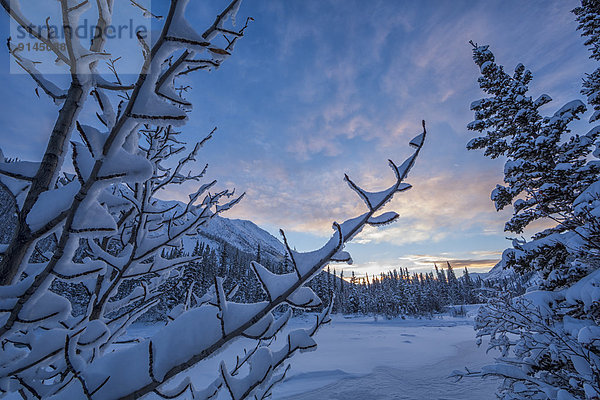 entfernt  Farbaufnahme  Farbe  Außenaufnahme  führen  Schnee  bedecken  gehen  Sonnenuntergang  Baum  Himmel  über  klein  Fluss  Zweig  gefroren  Yukon