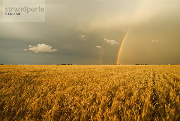 Winter  Himmel  reifer Erwachsene  reife Erwachsene  Feld  Weizen  Kanada  Manitoba  Regenbogen