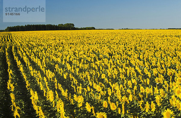 Sonnenblumenfeld  Kanada  Manitoba