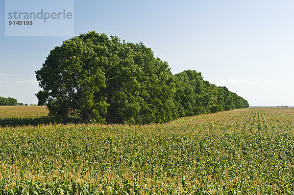 Mais Zuckermais Kukuruz Kornfeld Getreide Hintergrund füttern Kanada Manitoba