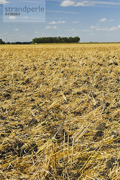 zeigen  Feld  Weizen  Stoppelfeld  Bodenbearbeitung  Kanada  Manitoba