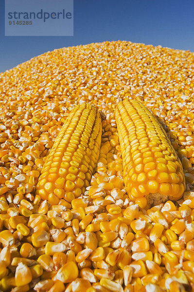 Mais  Zuckermais  Kukuruz  hoch  oben  nahe  Getreide  ernten  Bauernhof  Hof  Höfe  Lastkraftwagen  füttern  Kanada  Manitoba