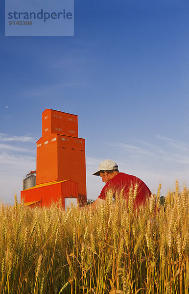 Getreide  Mann  Hintergrund  reifer Erwachsene  reife Erwachsene  Feld  Weizen  Aufzugsanlage  Kanada  Manitoba