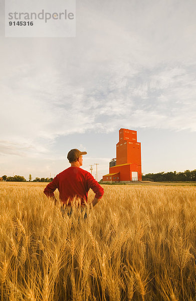 Getreide  Mann  Hintergrund  reifer Erwachsene  reife Erwachsene  Feld  Weizen  Aufzugsanlage  Kanada  Manitoba