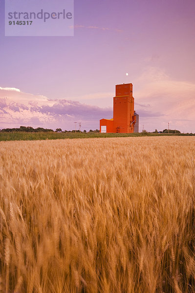 Getreide  Hintergrund  reifer Erwachsene  reife Erwachsene  Feld  Weizen  Aufzugsanlage  Kanada  Manitoba