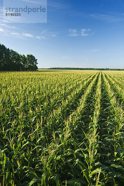 Mais Zuckermais Kukuruz Getreide Horizont strecken Feld füttern Kanada Manitoba