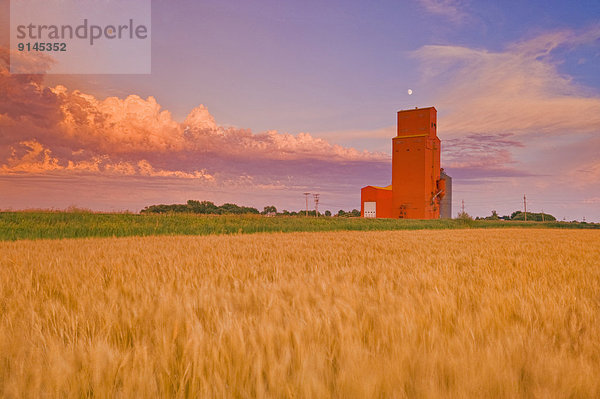 Getreide  Hintergrund  reifer Erwachsene  reife Erwachsene  Feld  Weizen  Aufzugsanlage  Kanada  Manitoba
