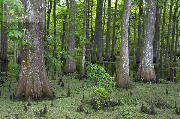 Vereinigte Staaten von Amerika USA Glatze kahl Botanik Baum Flucht Louisiana Sumpf Wildtier