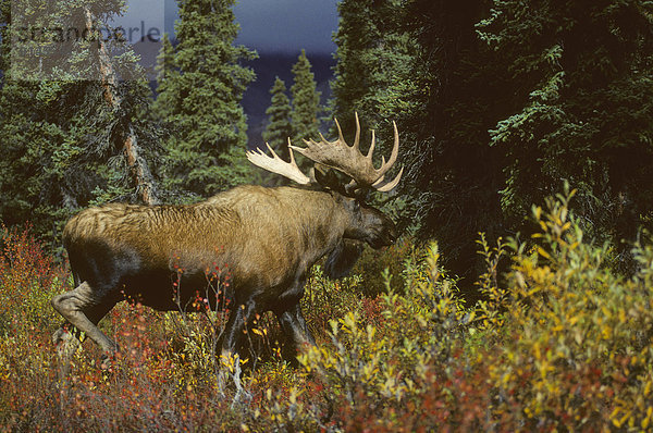 Vereinigte Staaten von Amerika  USA  Wald  mischen  Laubbaum  Elch  Alces alces  Klima  Arktis  Denali Nationalpark  Erwachsener  Alaska  Mixed