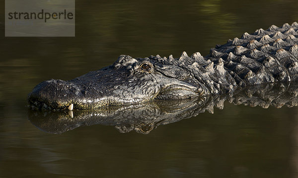 amerikanisch  Alligator  Florida