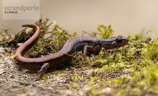 Ländliches Motiv  ländliche Motive  Rückansicht  Goldstream  British Columbia  Salamander