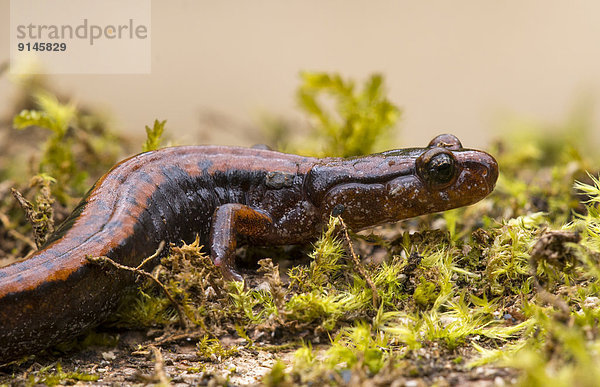 Ländliches Motiv  ländliche Motive  Rückansicht  Goldstream  British Columbia  Salamander