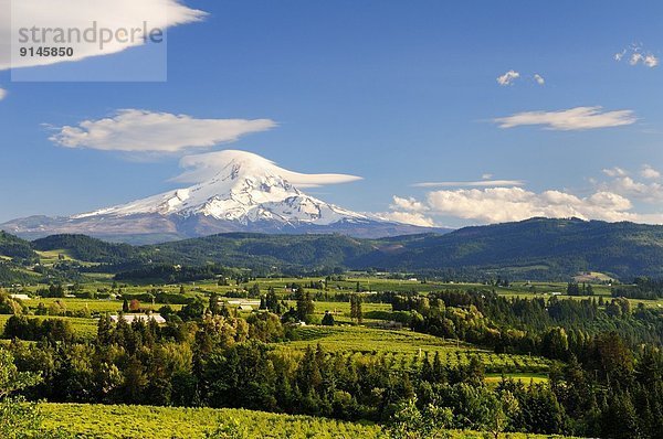 Vereinigte Staaten von Amerika  USA  Agrarland  Hintergrund  Fluss  Obstgarten  Kapuze  Oregon