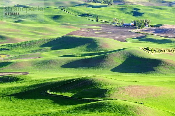 Vereinigte Staaten von Amerika  USA  rollen  Bauernhof  Hof  Höfe  Landschaft  Geographie  Palouse