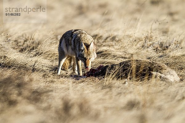 Kojote  Canis latrans  Alberta  Kanada  Kadaver  Hirsch  füttern