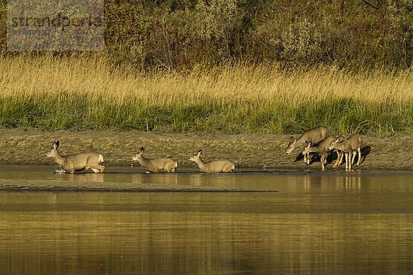 überqueren  Morgen  Fluss  Maultier  Unterricht  Alberta  Kanada  Hirsch  Sonne