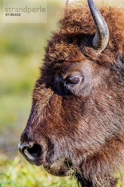 klar  Close-up  close-ups  close up  close ups  Büffel  Alberta  Bison  Kanada