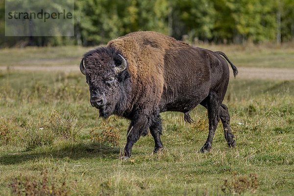 klar  Büffel  Alberta  Bison  Kanada