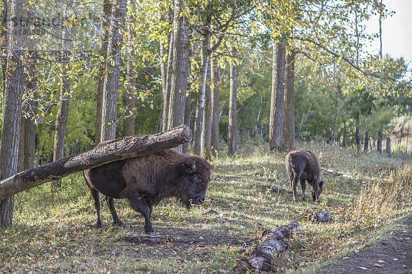 klar  benutzen  Büffel  kratzen  Alberta  Bison  Kanada