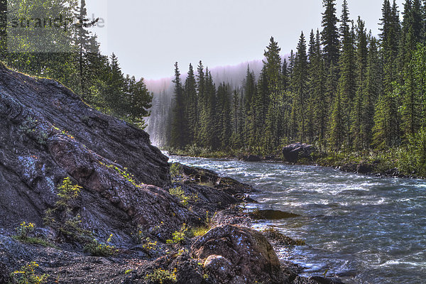 Morgen  Schaf  Ovis aries  Nebel  Fluss  Wildwasser  Alberta  Kanada