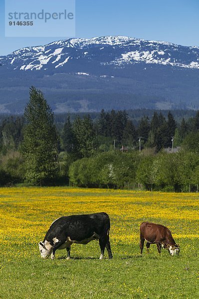 Hausrind  Hausrinder  Kuh  über  Schürfwunde  Feld  verboten  Hochebene  Comox Valley  British Columbia  Kanada  Vancouver Island