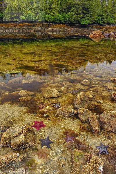 niedrig  sternförmig  Gezeiten  Insel  Equinox  Gewölbe  Königin  British Columbia  Kanada  Haida