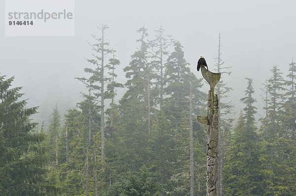 Weißkopfseeadler Haliaeetus leucocephalus Stange Insel hocken - Tier Königin frontal Skidegate British Columbia Rechnung British Columbia Kanada Haida