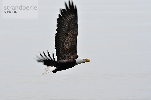 Weißkopfseeadler Haliaeetus leucocephalus fliegen fliegt fliegend Flug Flüge Erwachsener British Columbia Kanada