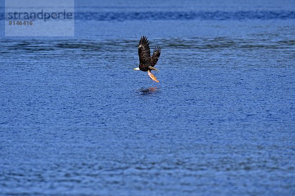 Bodenhöhe Wasser Weißkopfseeadler Haliaeetus leucocephalus Insel Königin Erwachsener British Columbia Kanada Haida