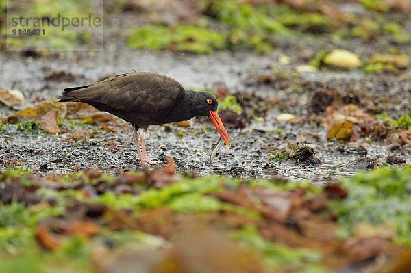 niedrig Fisch Pisces Austernfischer Haematopus Ostralegus Gezeiten schwarz fangen Burnaby British Columbia Kanada Austernfischer