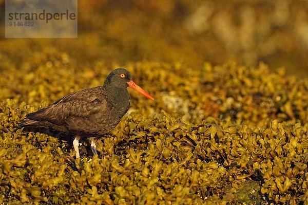 niedrig  Austernfischer  Haematopus Ostralegus  Bett  Gezeiten  schwarz  Alge  Insel  Königin  Bucht  British Columbia  Kanada  Futter suchen  Nahrungssuche  Haida  Austernfischer