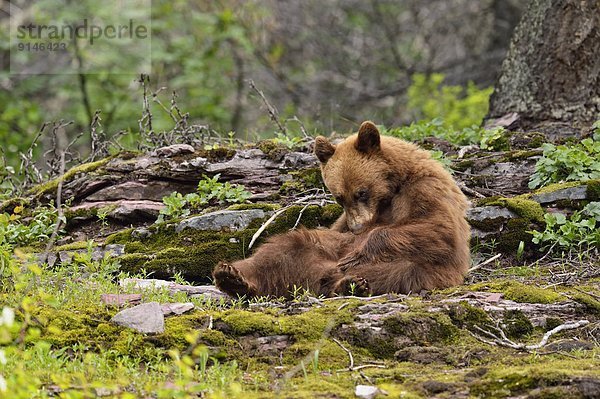 Vereinigte Staaten von Amerika  USA  Schwarzbär  Ursus americanus  Laubwald  Vielfalt  amerikanisch  Zimt  Futter suchen  Nahrungssuche  Glacier Nationalpark