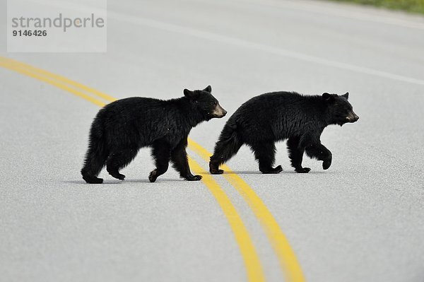 Schwarzbär  Ursus americanus  überqueren  Fernverkehrsstraße  amerikanisch  Jungtier  Banff Nationalpark  Alberta  Kanada