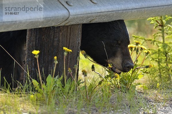 Schwarzbär  Ursus americanus  unterhalb  Pflanze  amerikanisch  Geländer  Jasper Nationalpark  Alberta  Kanada  Futter suchen  Nahrungssuche  Straßenrand