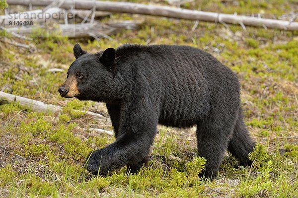 Schwarzbär  Ursus americanus  Pflanze  amerikanisch  Jasper Nationalpark  Alberta  Kanada  Futter suchen  Nahrungssuche  Straßenrand