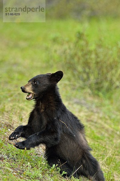 Schwarzbär  Ursus americanus  Lärm  amerikanisch  reagieren  Überraschung  Jasper Nationalpark  Alberta  Kanada  junges Raubtier  junge Raubtiere